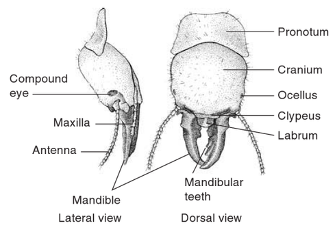 Mandibula Diagram
